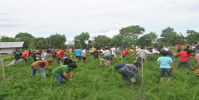 Farmers uproot golden rice plants in Pili, Camarines Sur. (Photo courtesy of Sikwal-GMO/ Bulatlat.com)