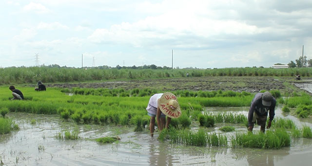 Luisita farmers deprived of food, income