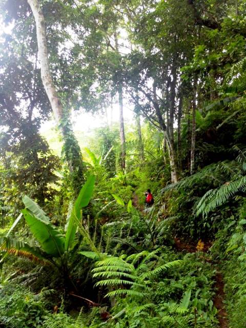 Delegate of recent fact-finding mission surveying part of Talaingod's rainforest May 2014 / Photo courtesy of Kalikasan PNE)