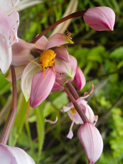 A postcard-perfect sample of Talaingod rainforest's biodiversity (Photo courtesy of Kalikasan PNE, May 2014 / Bulatlat.com)