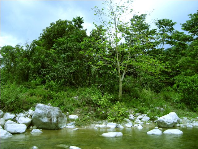 A sprawl of green in the unaffected Lintungan Riverside in Runruno. (Photo by AGHAM/Kalikasan PNE/ Bulatlat.com)