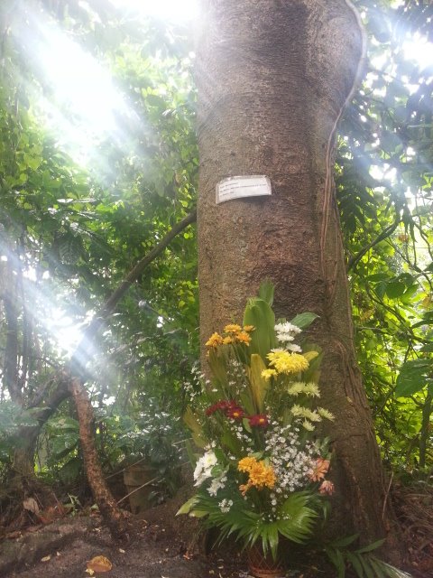 Dita tree in UP Diliman, Quezon City where part of Leonard Co's ashes were scattered.Photo from the Facebook account Leonardo L Co: In Memoriam
