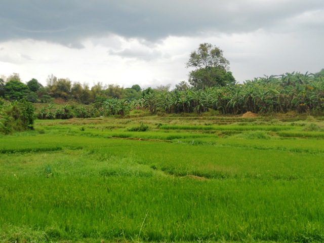 The rice field in San Isidro village, San Jose Del Monte City, Bulacan. (Photo by A. Umil/ Bulatlat.com)