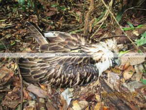 #PaalamPamana #SavePhilEagle (Photo from the Phiippine Eagle Foundation twitter account/PhilEagleFdn) 
