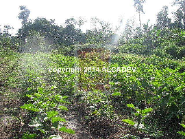 FILE PHOTO: (Photo courtesy of Alcadev Inc.)