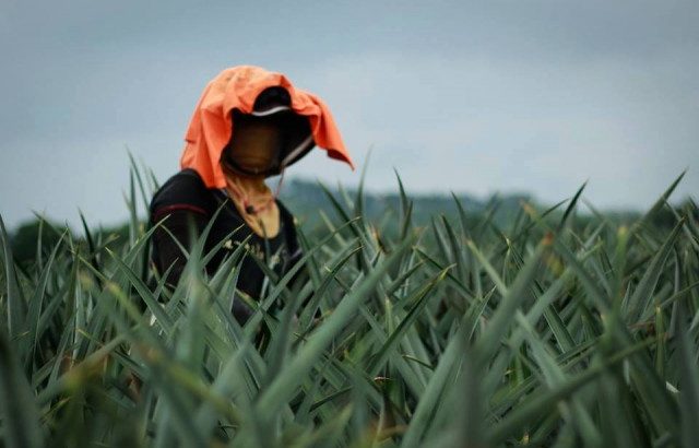 Int’l body investigates plight of agricultural workers