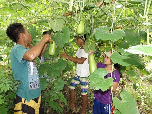 Students put their theories to practice at the vegetable gardens of the alternative Lumad school Alacadev. (Photo from Alcadev website)