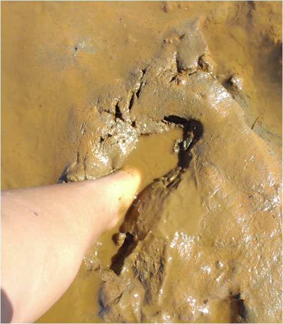 Nickel laterite in the sand (Contributed photo)