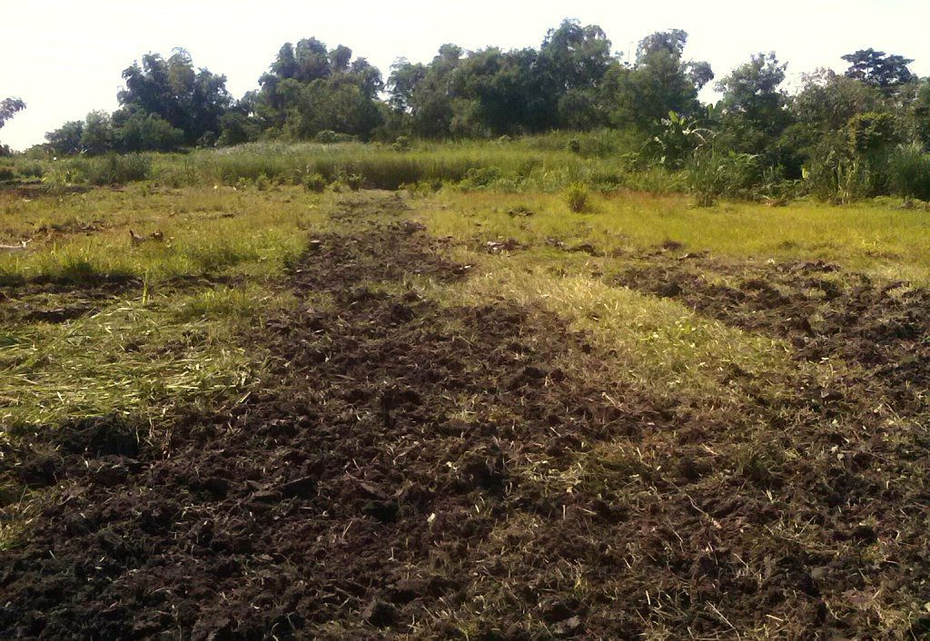 luisita-02