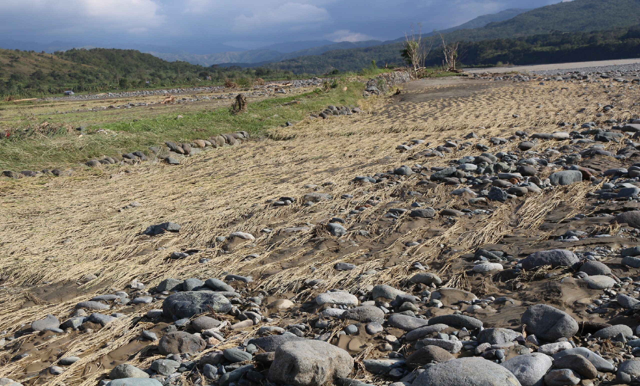 Rice fields along Abra River in Quirino town, Ilocos Sur in the aftermath of Typhoon Lawin (Photo by Ramon Balaneg/Northern Dispatch)