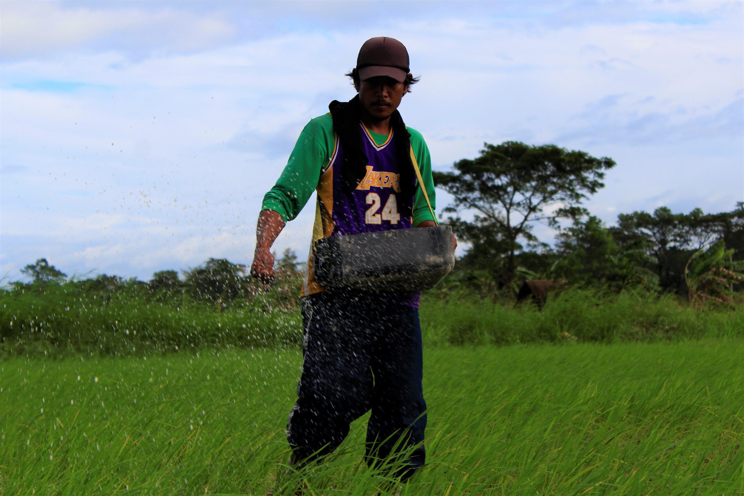At mid-afternoon, Ricky Flores is still busy scattering fertilizer grains across his family’s 1.6-hectare field in Balete village, Hacienda Luisita. He only borrowed the money to buy a sack of fertilizer for his crops. (Photo by Karen Ann Macalalad/Bulatlat)