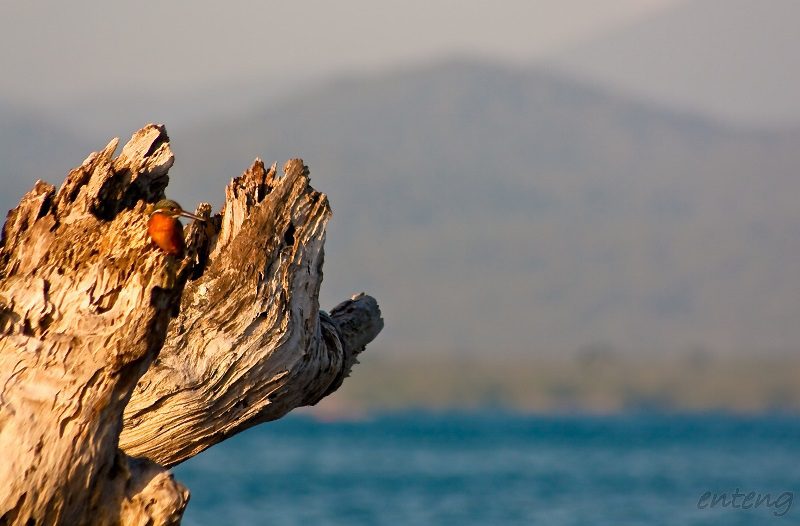 bird biodiversity Ph