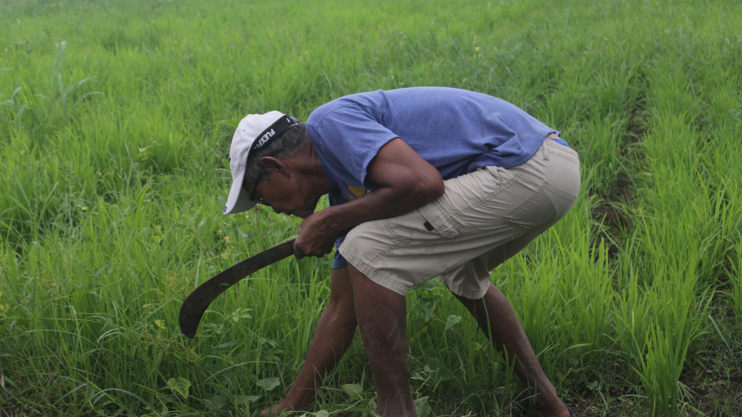 Farmer