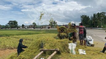 Rice farmers cushion losses with resilient farmer-bred variety