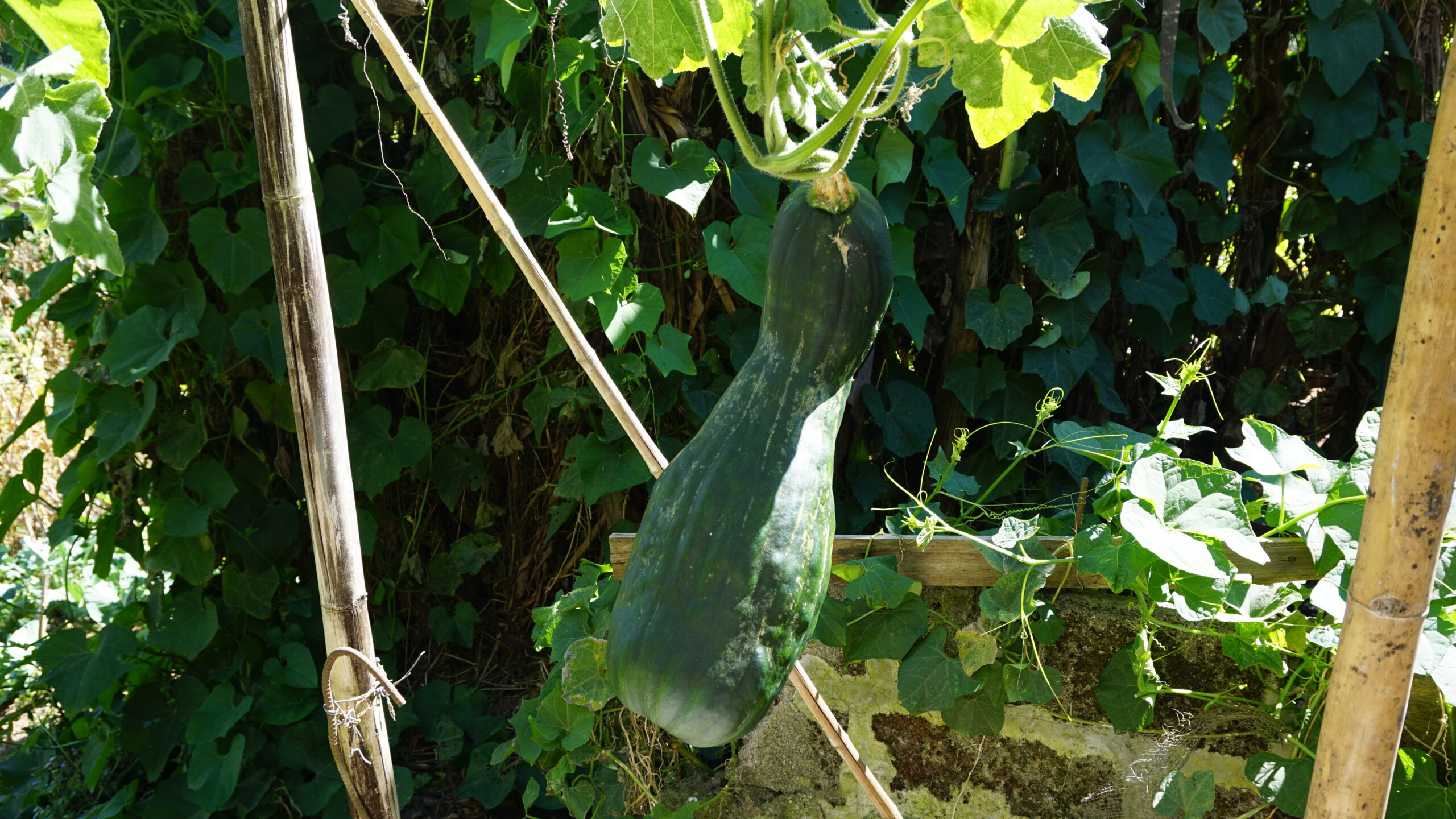 Butternut Squash | Photo courtesy of Laurie Mae Gucilatar