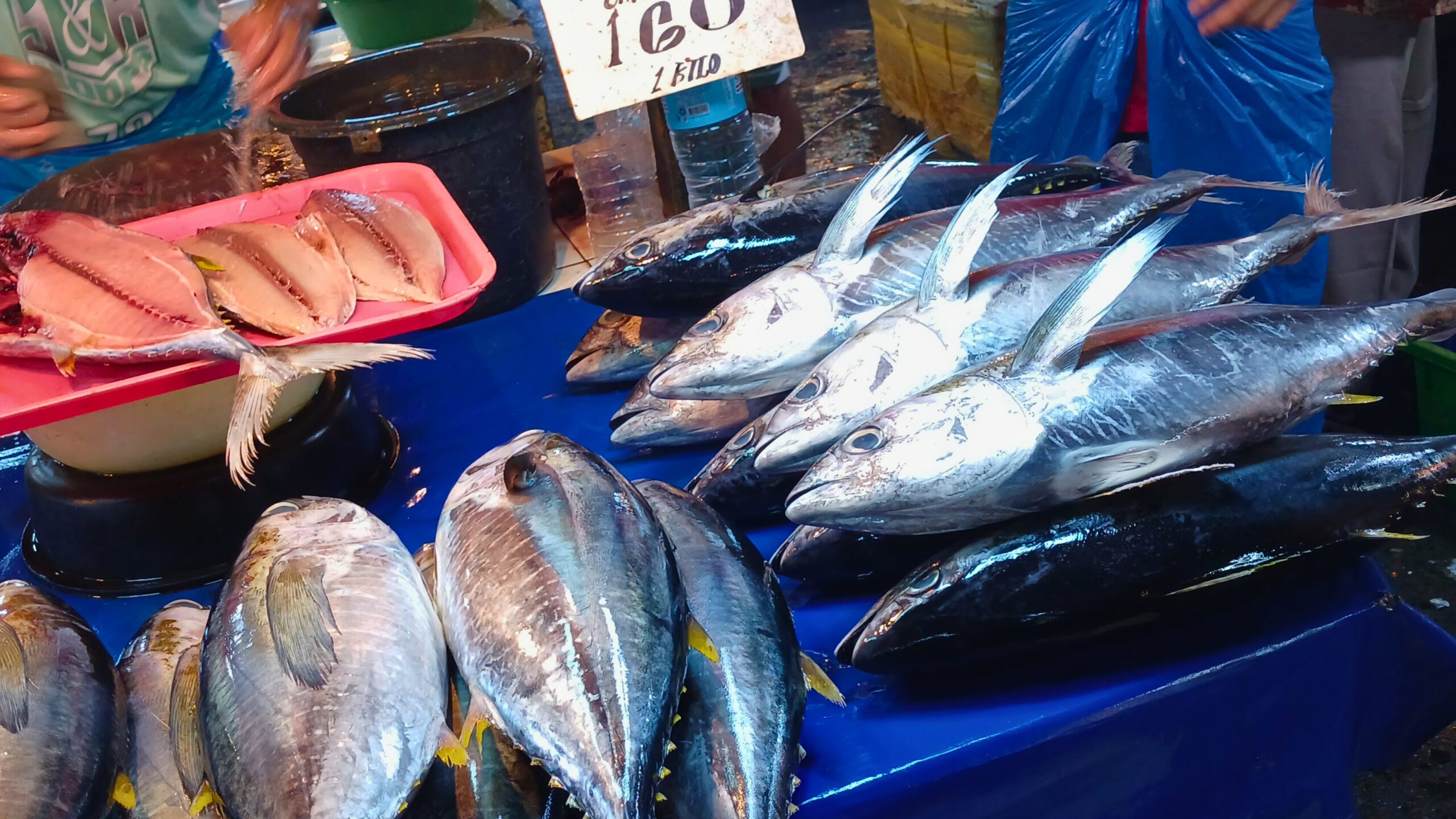 Surigao fish