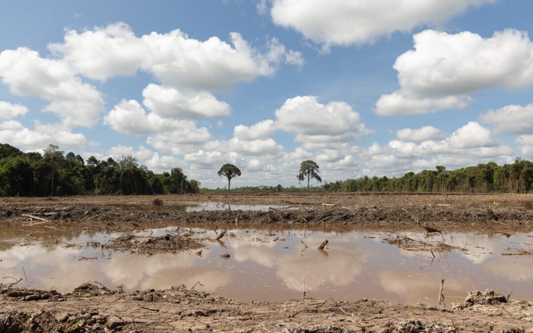 Vanishing grains of the Dayak land 