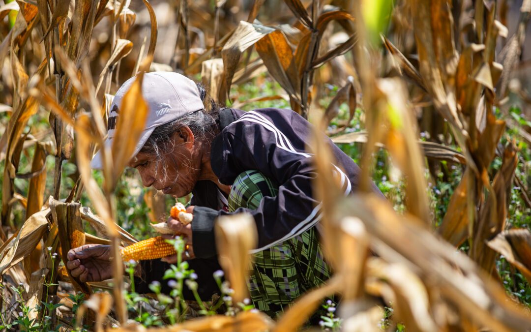 Harvesting corn