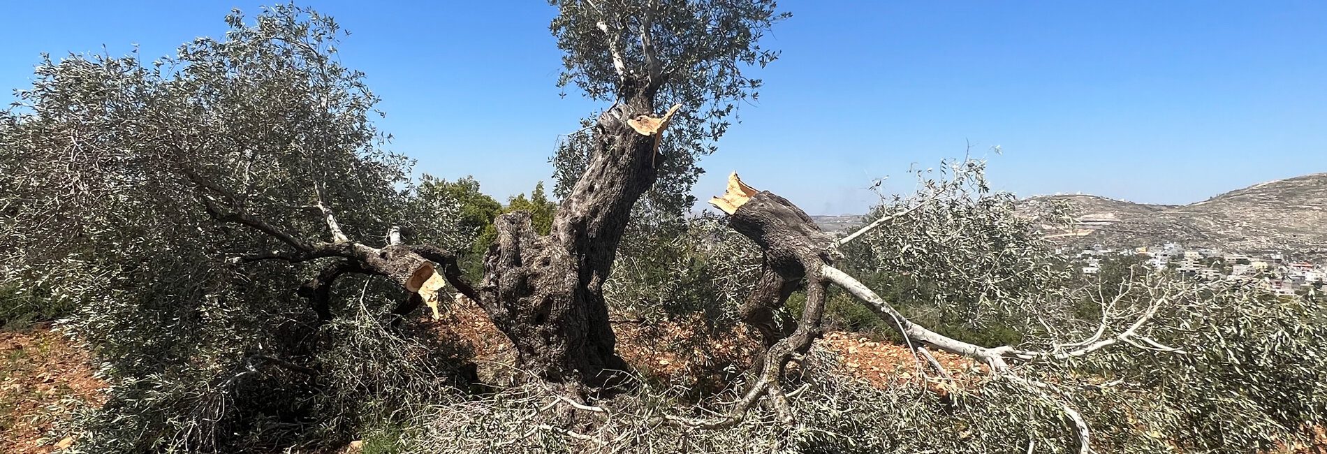 olive-harvest-2023