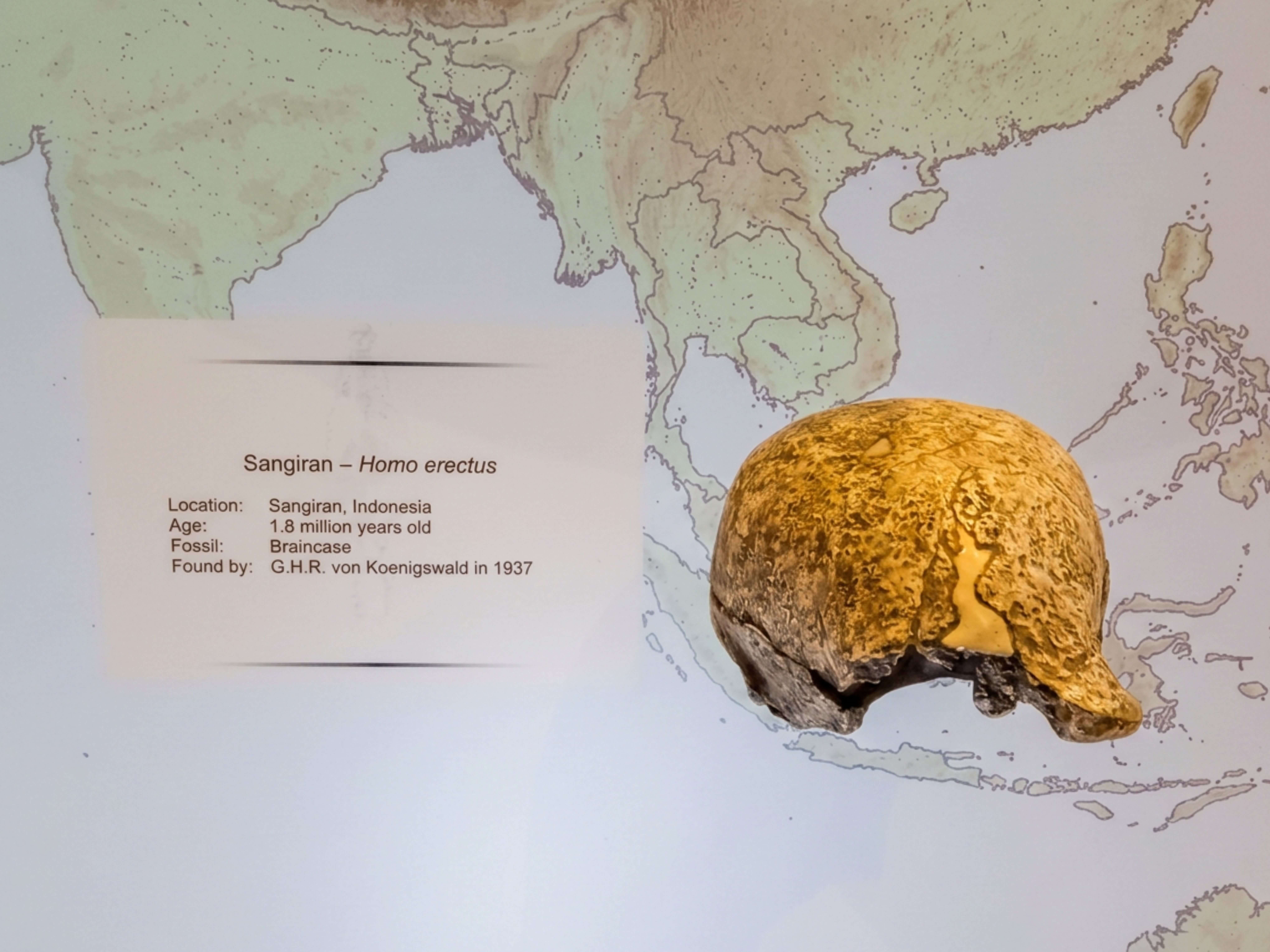 Homo erectus